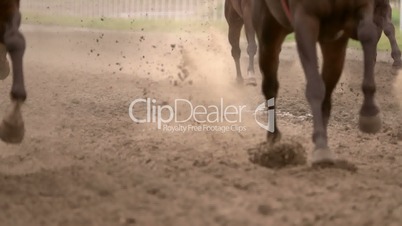 Herd of Horses Raises Dust. Slow Motion