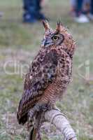 Closeup of Long-eared owl