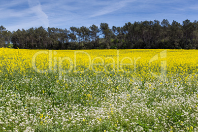 Blooming colza field, blue cloudy sky above