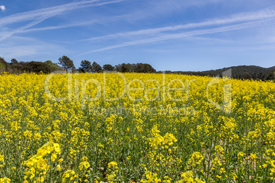 Blooming colza field, blue cloudy sky above