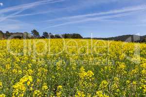 Blooming colza field, blue cloudy sky above