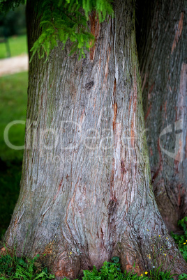 Detail of trunk tree Bald Cypress (Taxodium distichum), Nature b