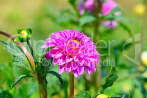 Dahlia on a background of flowerbeds. Focus on a flower. Shallow