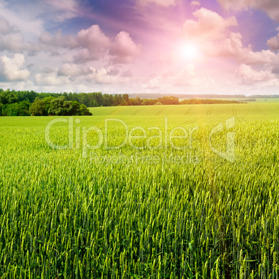 wheat field and sunrise in the blue sky