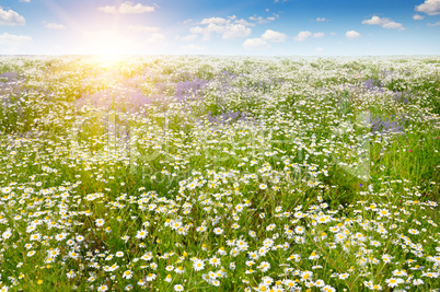 Field with daisies and sun on blue sky, focus on foreground