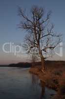 Tree by the river