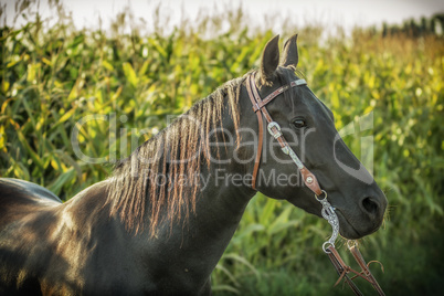 Pferd im Maisfeld