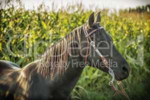 Pferd im Maisfeld