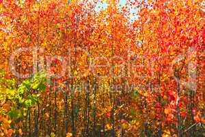red leaves of aspens in the autumn