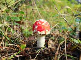 red fly agaric in the forest