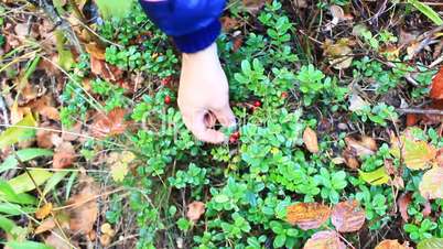 berry-picker gathers red berries of cowberry