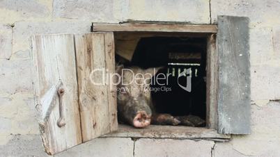pig looks out from window of shed