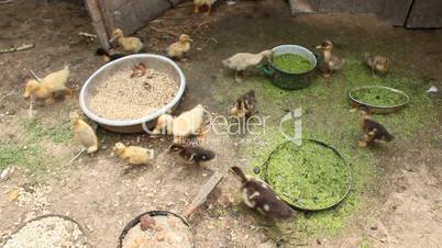 ducklings on the poultry