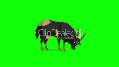 Black Domestic Goat Isolated on Green Screen