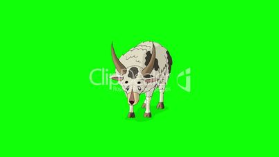 White Domestic Goat Isolated on Green Screen