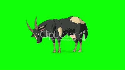Gray Domestic Goat Isolated on Green Screen