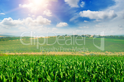 green corn field and blue sky