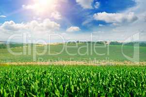 green corn field and blue sky