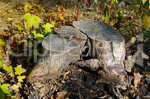 old maple tree stump in the autumn forest