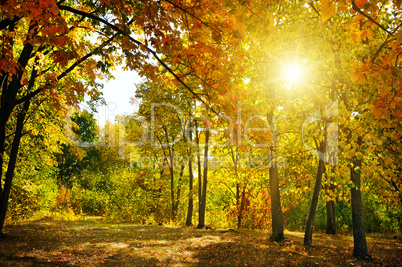 Autumn forest, yellow leaves and the sunset.