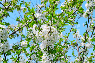 blossoming cherry orchard and blue sky