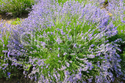 bush of blossoming lavender in the summer field