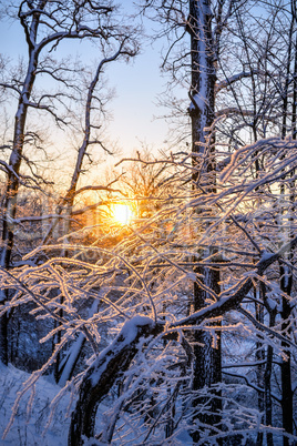 Sunset John Tkhe Woody betveen Tkhe trees Ying Winter period