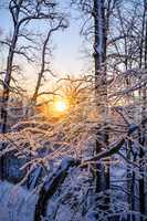 Sunset John Tkhe Woody betveen Tkhe trees Ying Winter period