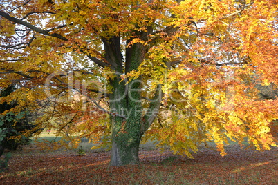 Buche im Herbst