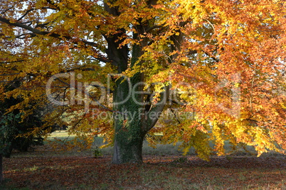 Buche im Herbst