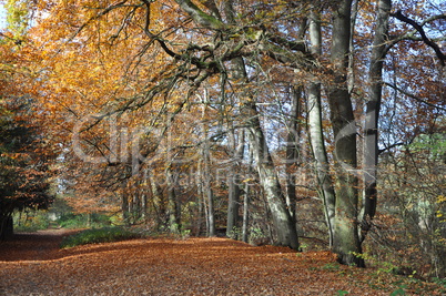 Waldweg im Herbst