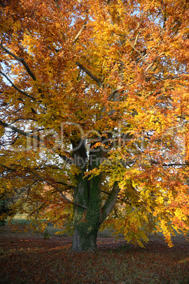 Buche im Herbst