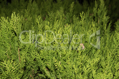 Close-up Thuja tree