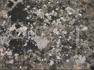 Grey concrete texture background with moss