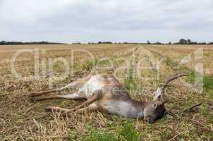 Fallow Deer Stag Laying Dead in a Field