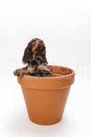 Cute Cocker Spaniel Puppy Dog Looking Up in Flower Pot