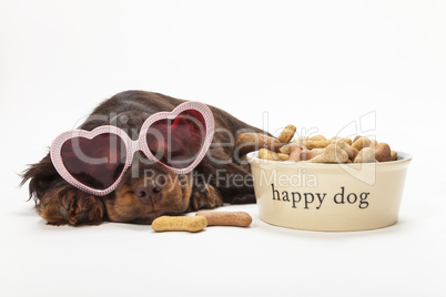 Spaniel Puppy Dog Heart Shaped Glasses by Bowl of Biscuits