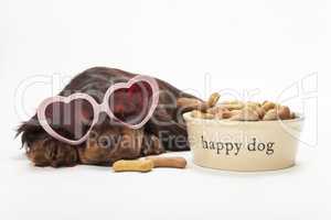 Spaniel Puppy Dog Heart Shaped Glasses by Bowl of Biscuits