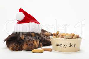 Spaniel Puppy Dog in Christmas Hat by Bowl of Biscuits