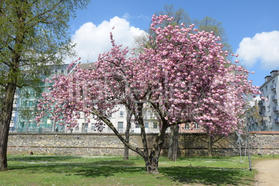 Frühling in Frankfurt