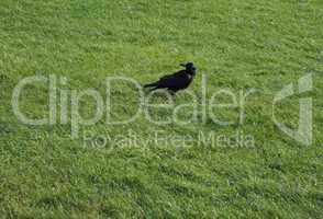 Crow bird animal