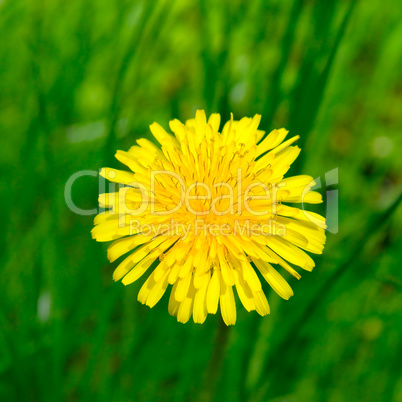 Yellow dandelions on a green meadow