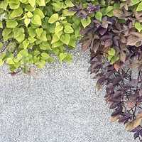 climbing plant on the white plaster walls