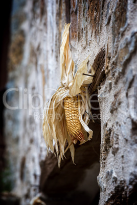 Dried corn on the wall