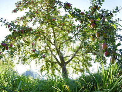 Hochstamm-Apfelbaum