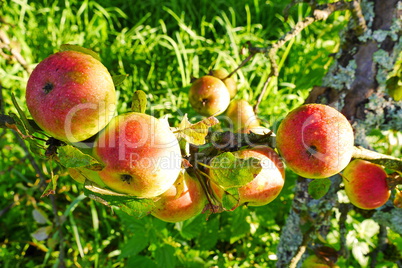 Rote Äpfel bereit zur Ernte