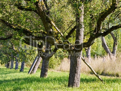 Apfelbaum in natürlichem Umfeld