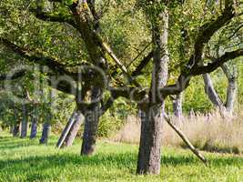 Apfelbaum in natürlichem Umfeld