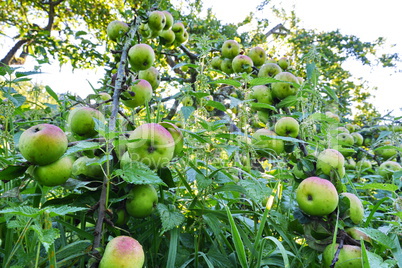 Astbruch kurz vor der Ernte