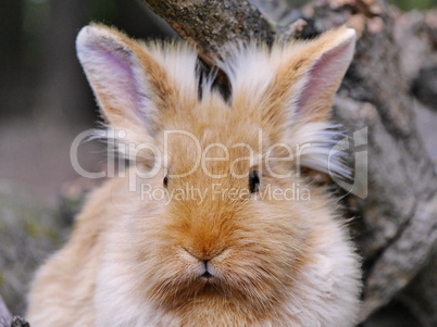 Kaninchen